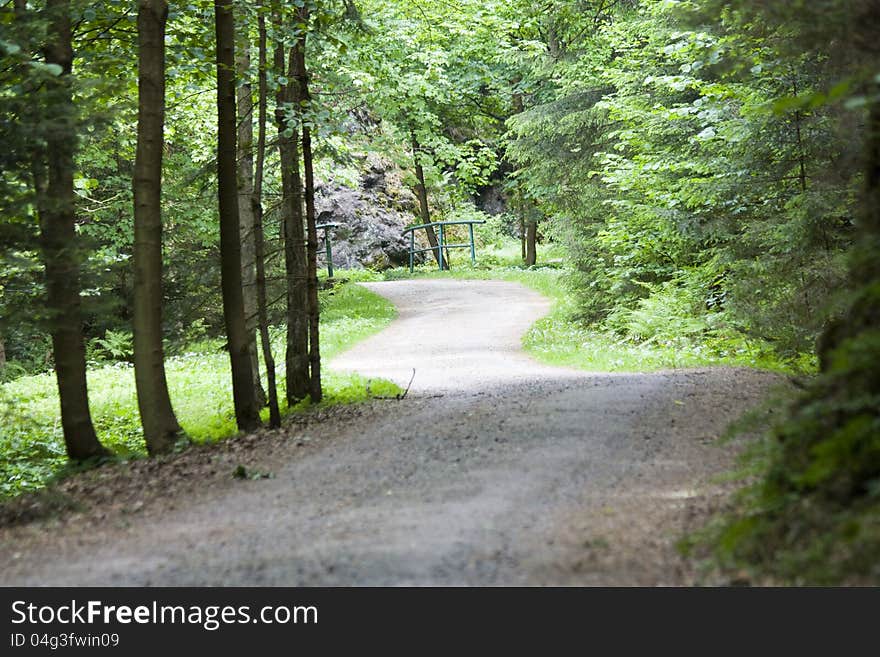 Path In The Woods