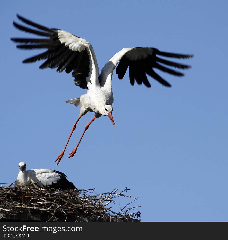 White Stork