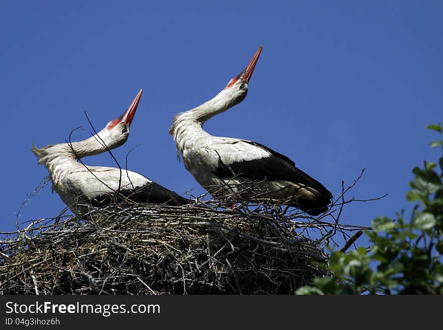 Storks