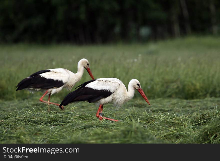 White Storks