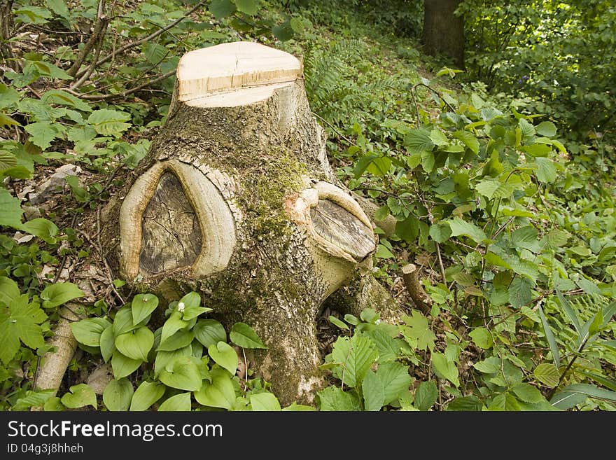 Stump in green vegetation in the forest. Stump in green vegetation in the forest