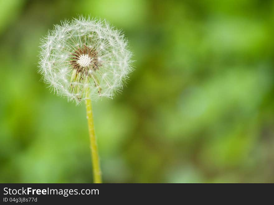 Dandelion flower on a green background