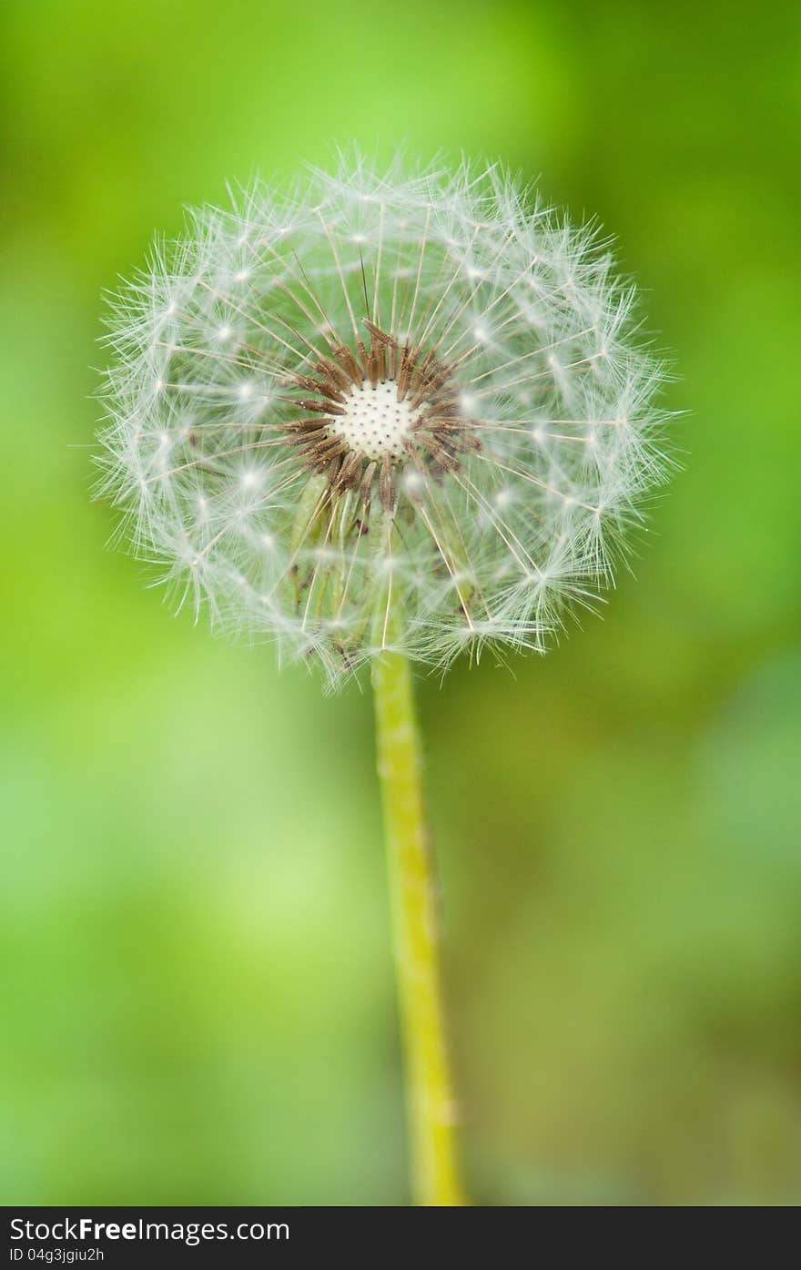 Dandelion Flower On A Green Background