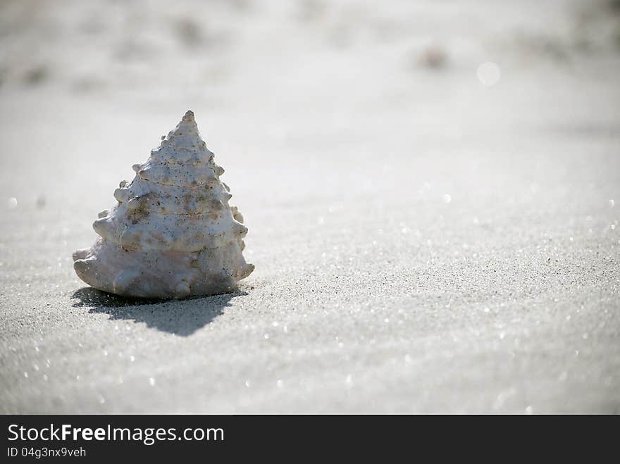 Close up of seashell on sand beach, wind blowing up sand grains. Close up of seashell on sand beach, wind blowing up sand grains