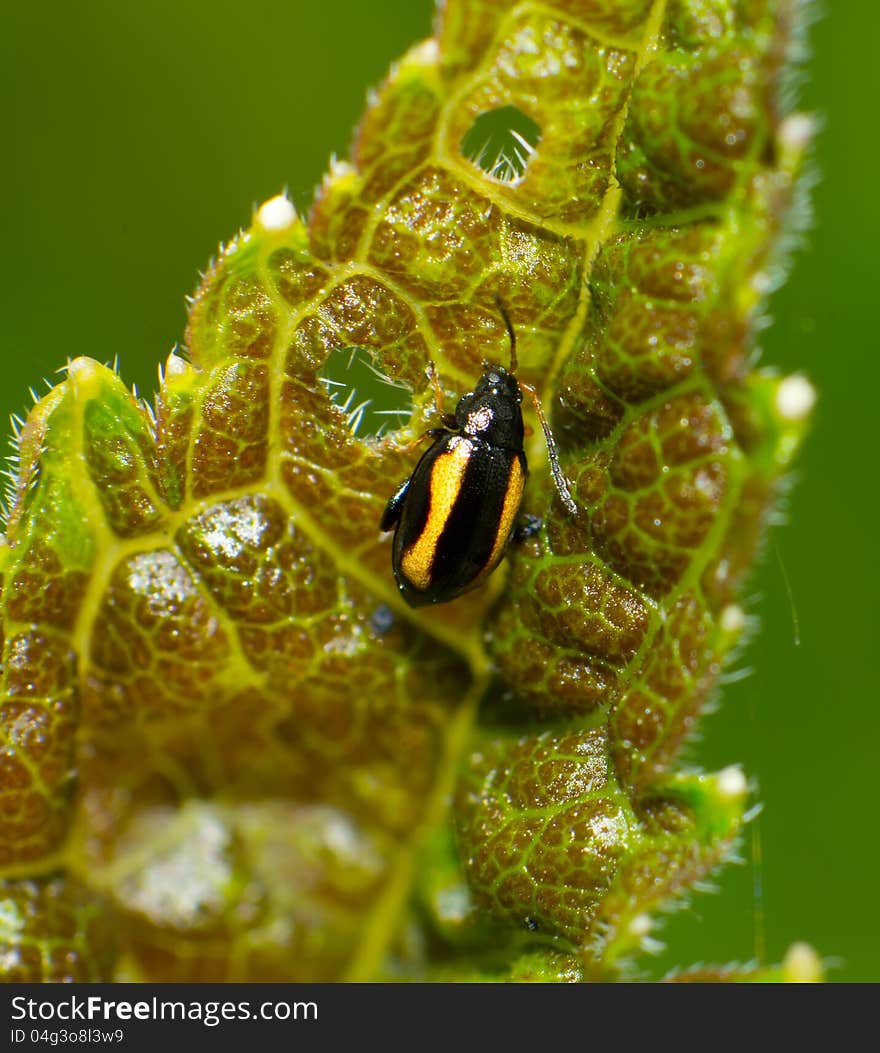 This is a very small beetle, the length of about 0.5cm