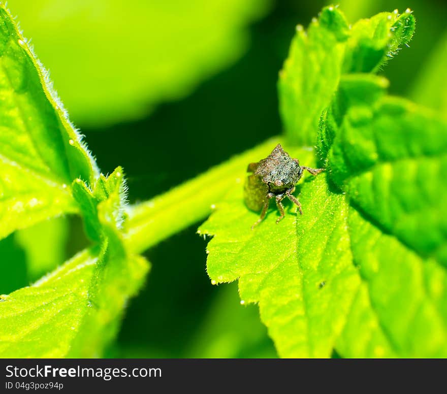 The Leafhopper head and eye close-up. It is only about 0.6cm long. The Leafhopper head and eye close-up. It is only about 0.6cm long.