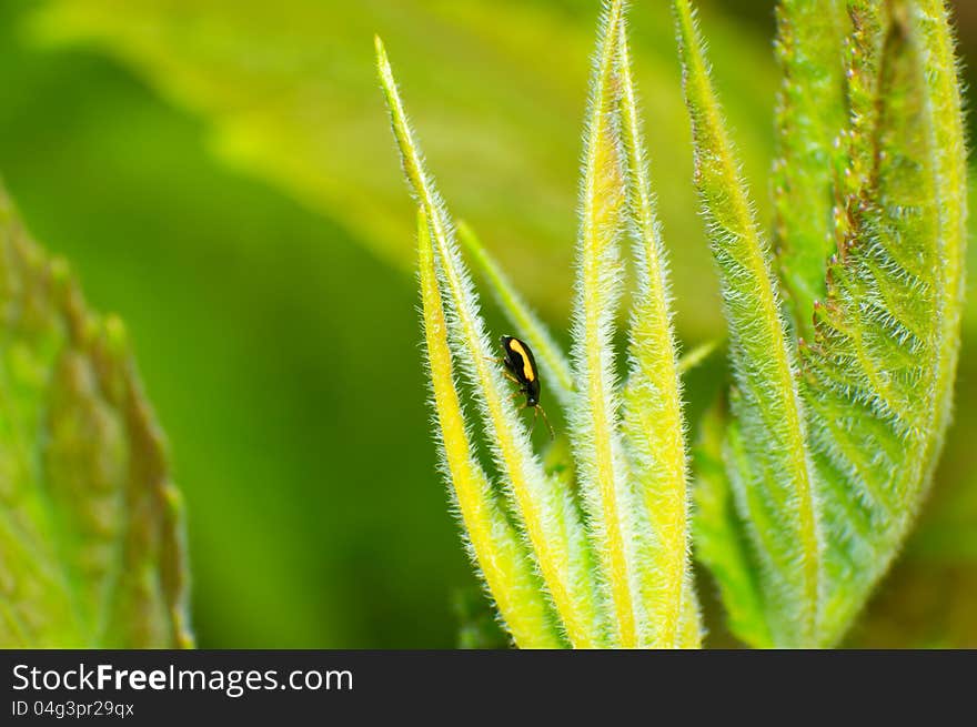 This is a very small beetle, the length of about 0.5cm