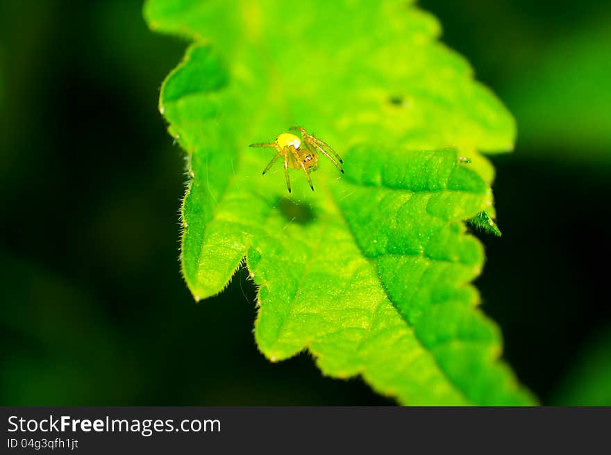 Crab spider and spider web on a leaf. Crab spider and spider web on a leaf.