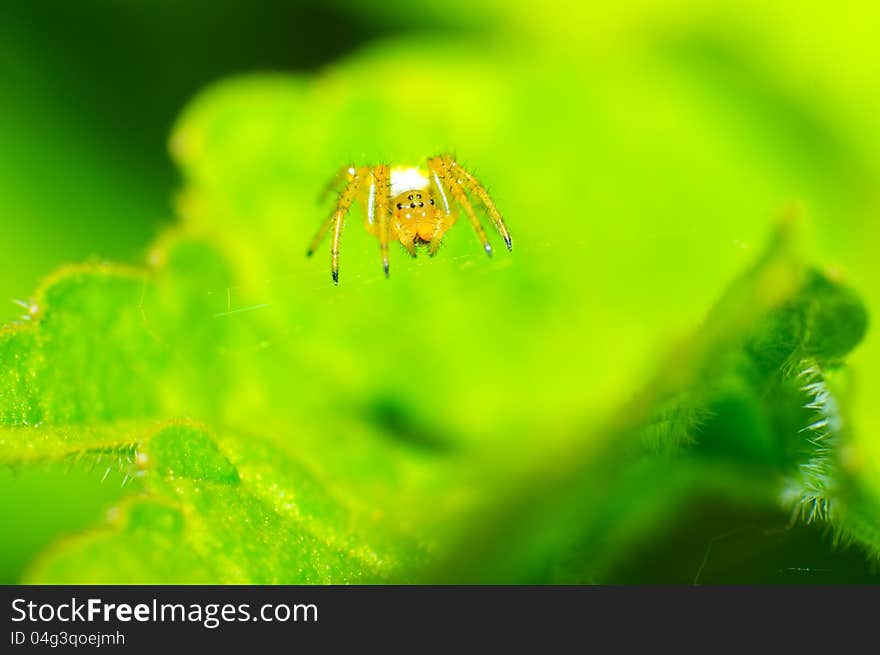 Spider resting on its spider web. Spider resting on its spider web.