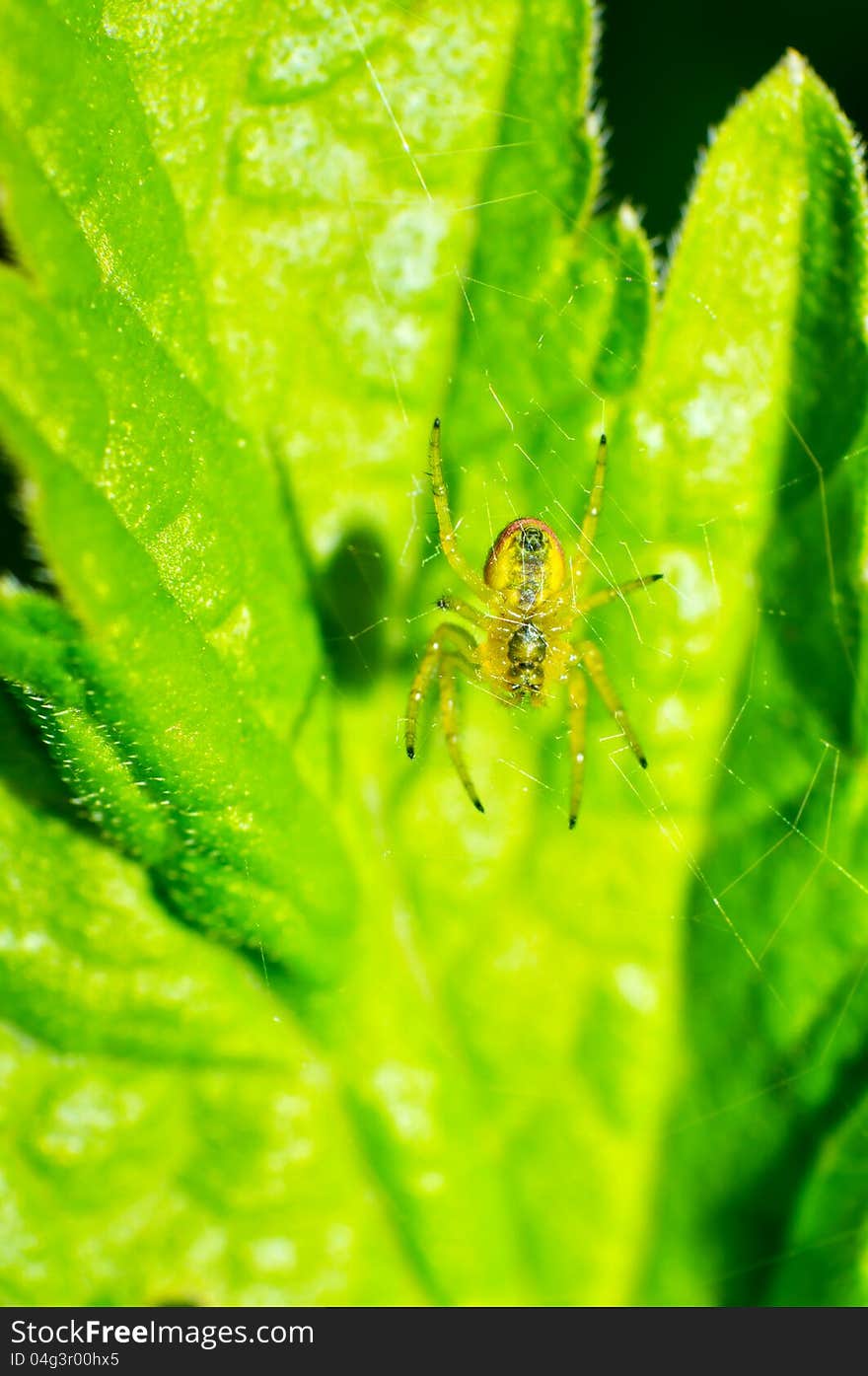 Close-up of the spiders abdomen. Close-up of the spiders abdomen.