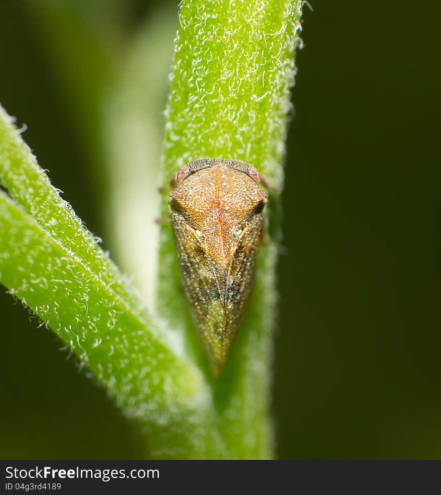 Leafhopper perched on a plant leaf closeup