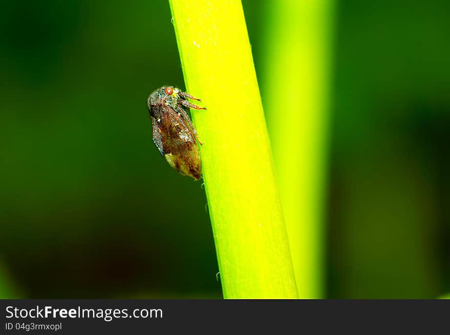 Leafhopper perched on a plant leaf closeup