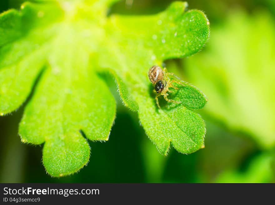 The Thomisidae stay in the green leaves. The Thomisidae stay in the green leaves.