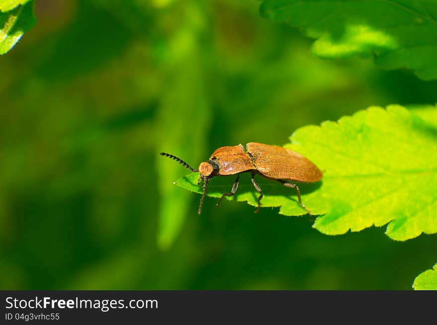 Snapping beetle