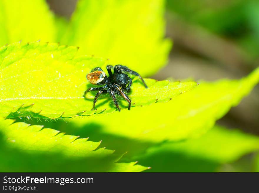 Wolf spider is posing for a portrait.