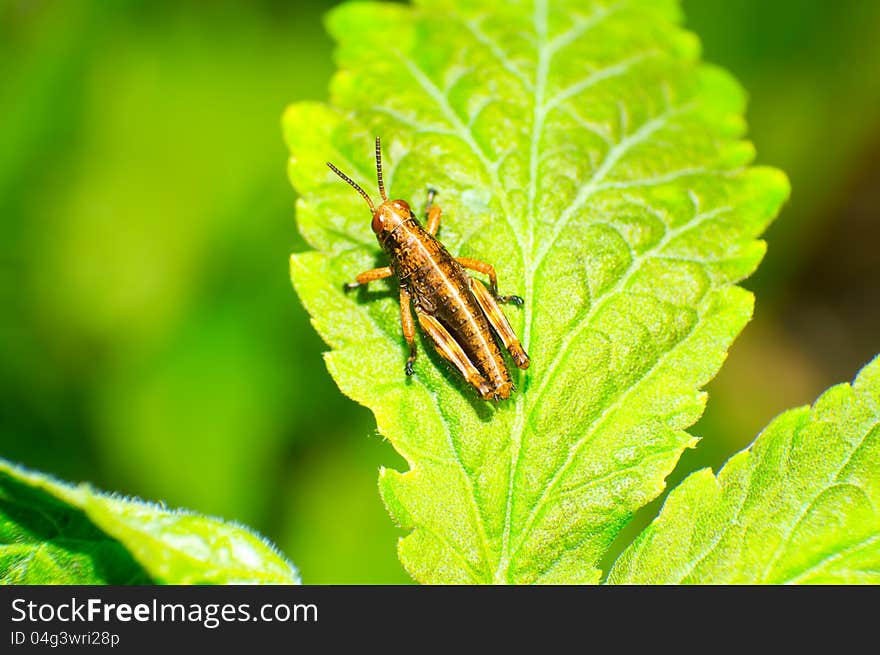 Close up of the grasshopper on leaf.