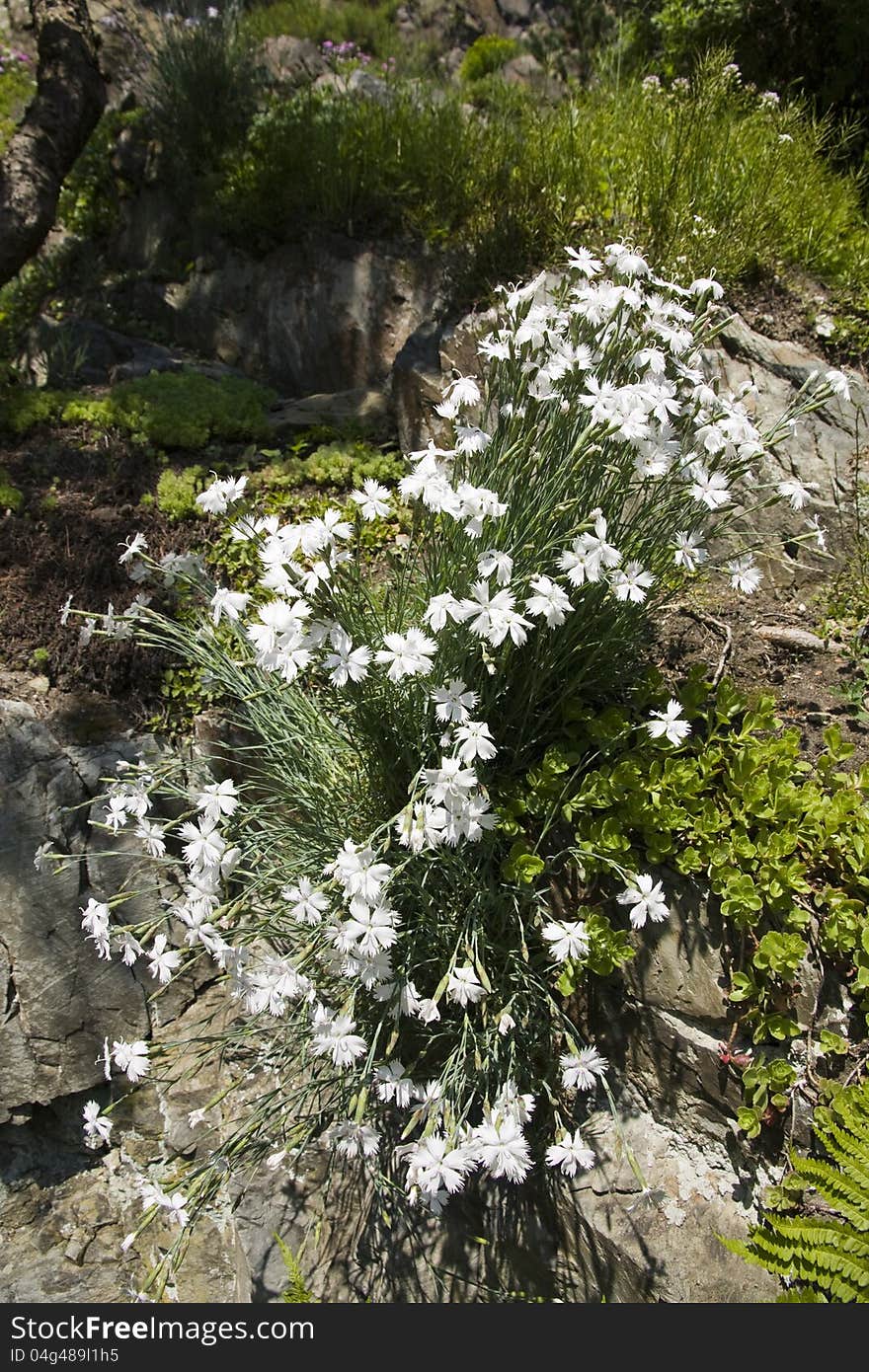 Blooming flowers in the park pruhonice. Blooming flowers in the park pruhonice