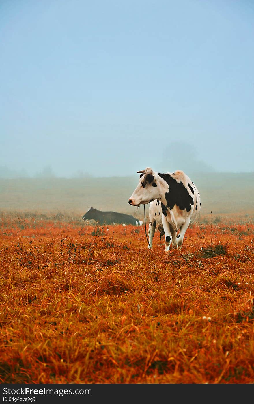 Cows in the fog, nature theme shot