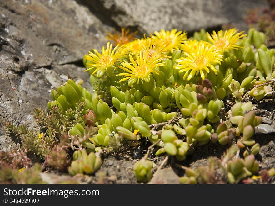 Detail of the houseleek, macro of the plant. Detail of the houseleek, macro of the plant