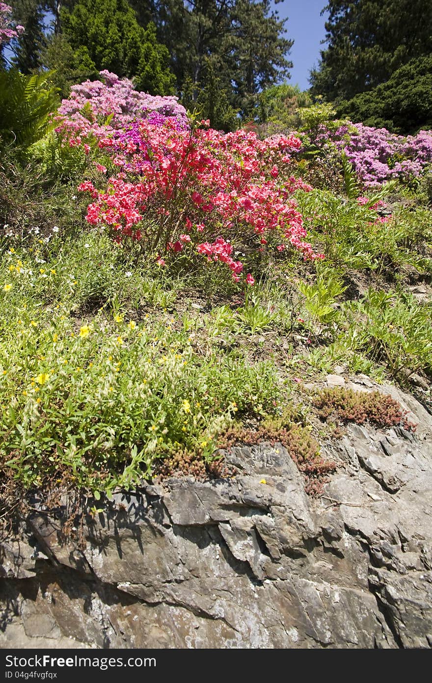 Garden with rhododendrons