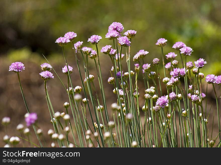 Field scabious