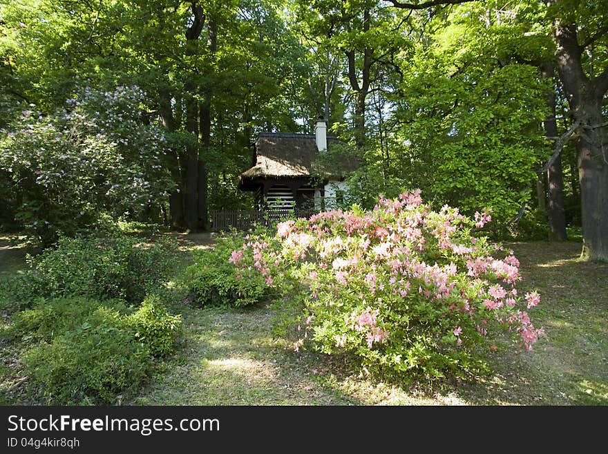 Rhododendron shrub with cottage in him. Rhododendron shrub with cottage in him