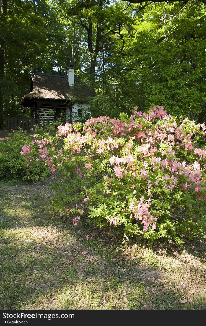 Rhododendron Bush