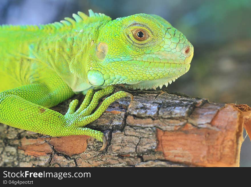 Closeup of Green Iguana(Iguana iguana) on the log. Closeup of Green Iguana(Iguana iguana) on the log.