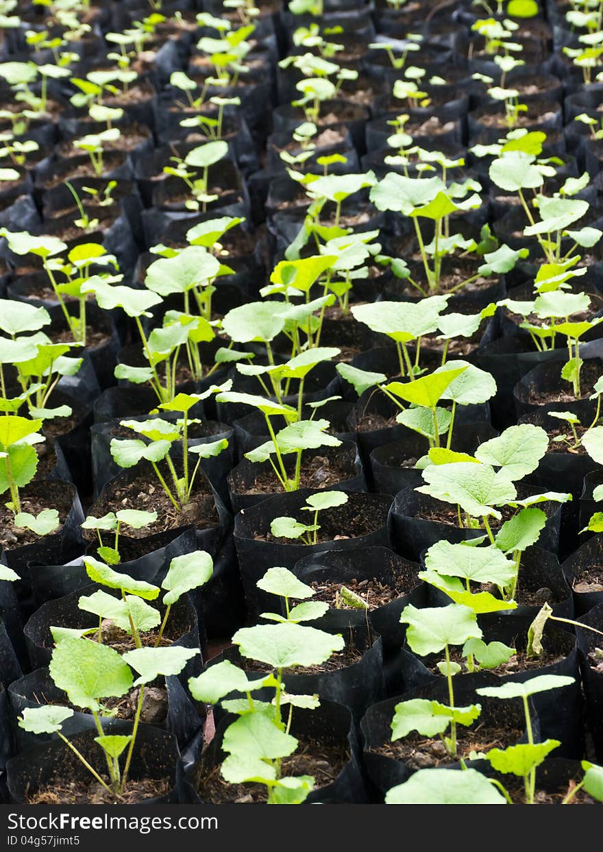 Prepare sprouts to grow in park. Prepare sprouts to grow in park