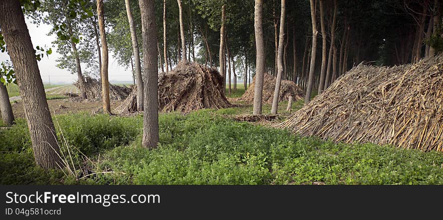 Woods and stalks