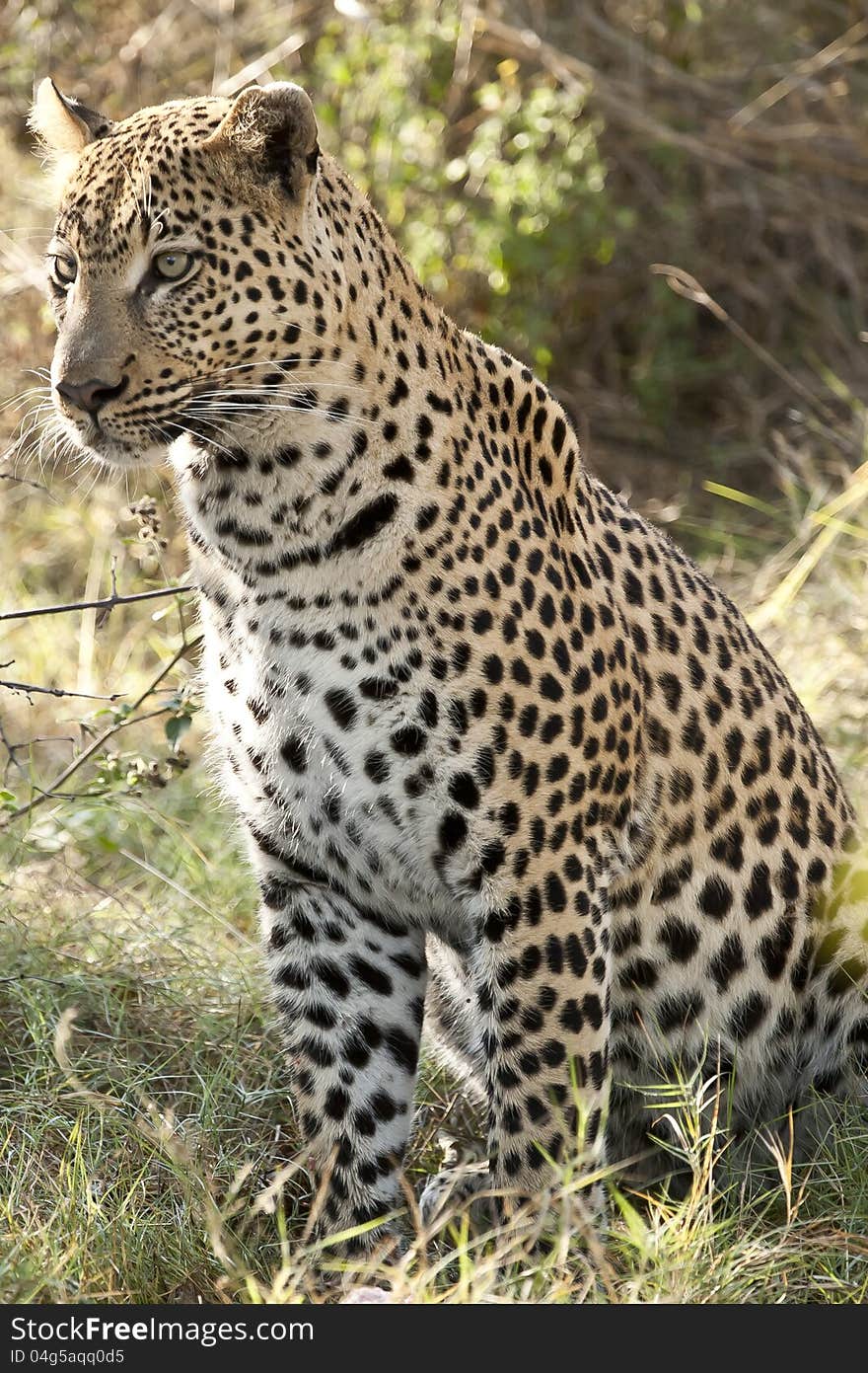 A leopard sits up after eating, staring intensely, having been alerted by sounds in the surrounding bushes. A leopard sits up after eating, staring intensely, having been alerted by sounds in the surrounding bushes