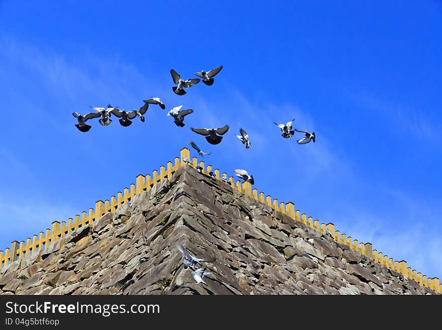 Flying Pigeons Leading A Carefree Life