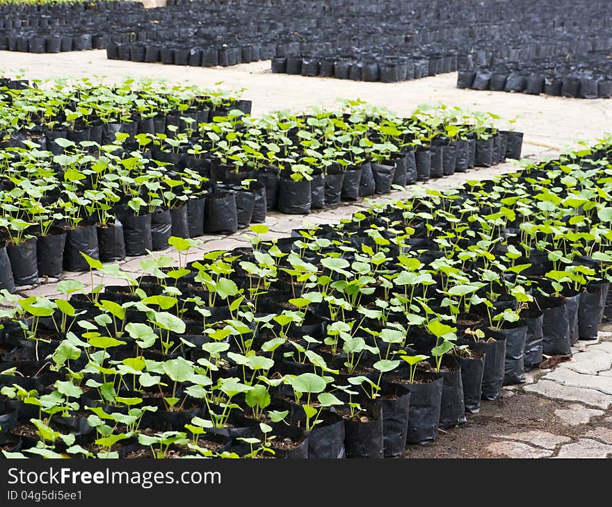 Prepare sprouts to grow in park. Prepare sprouts to grow in park