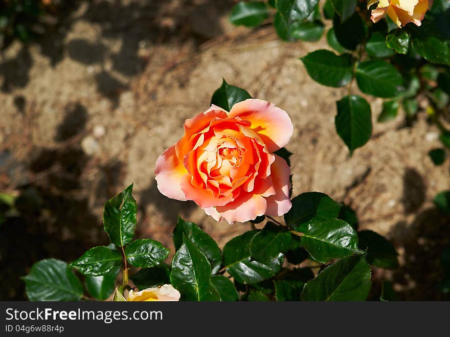 Beautiful pink rose sunny afternoon in the garden. Beautiful pink rose sunny afternoon in the garden