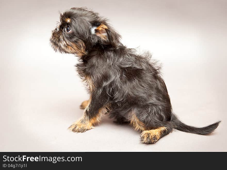 Portrait  Little puppy of breed Brussels Griffin. Side view