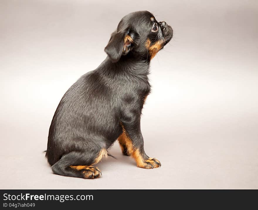 Little puppy of breed Griffon Brabanson, Side view