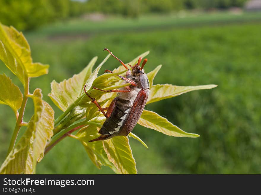 Photo of the single chafer at the green leaf