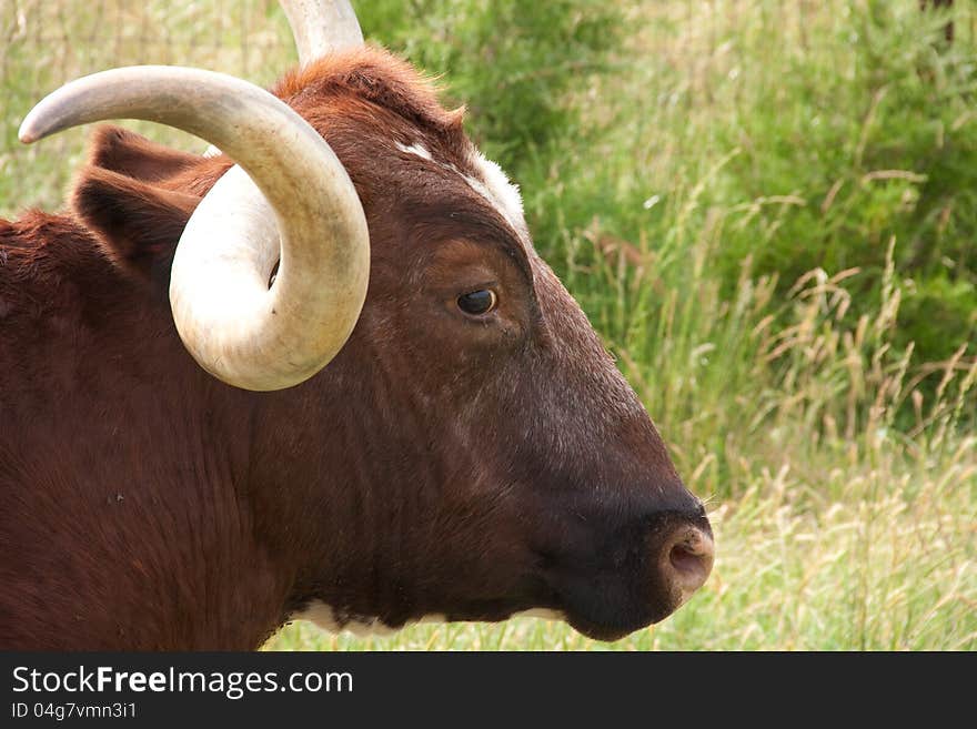 A closeup, side view of a longhorn cow. This photo was taken on May 27. 2012 near Edmond, OK. A closeup, side view of a longhorn cow. This photo was taken on May 27. 2012 near Edmond, OK.