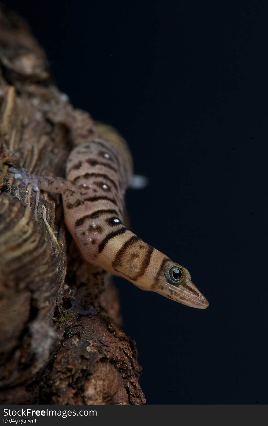 Dwarf striped gecko