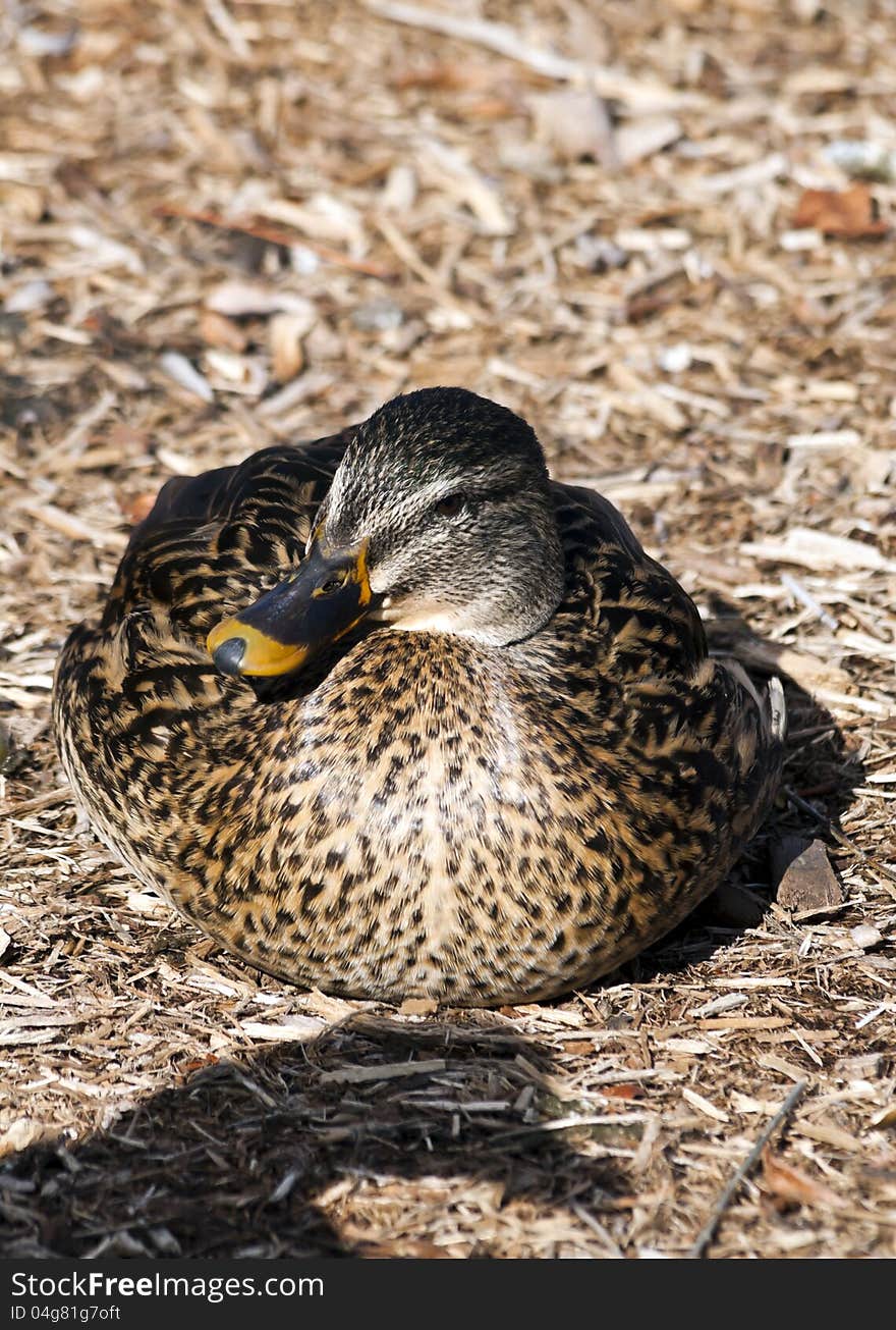 Female mallard duck sitting in wood mulch. Shadow silhouette of another duck on the foreground in front of her. Female mallard duck sitting in wood mulch. Shadow silhouette of another duck on the foreground in front of her.