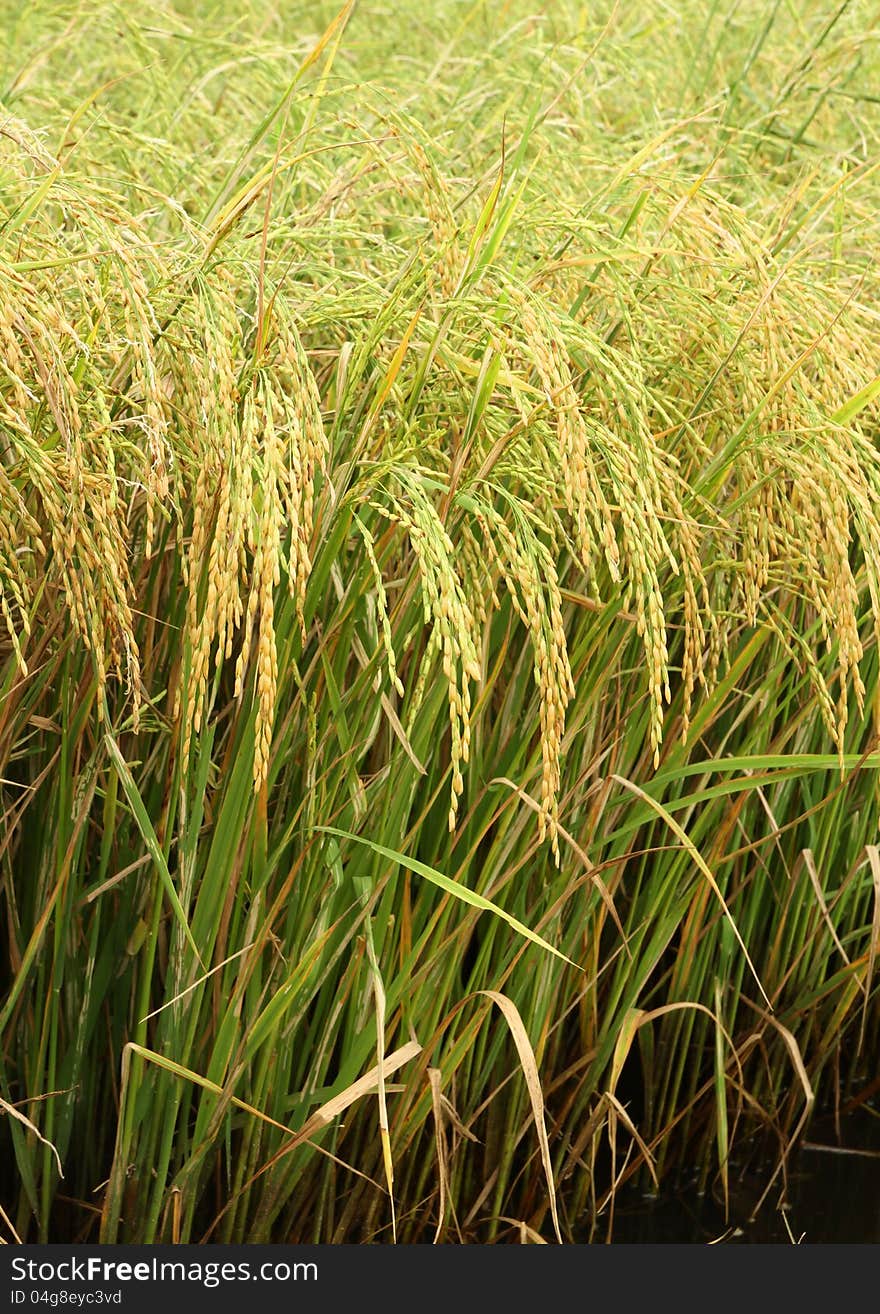 Rice field