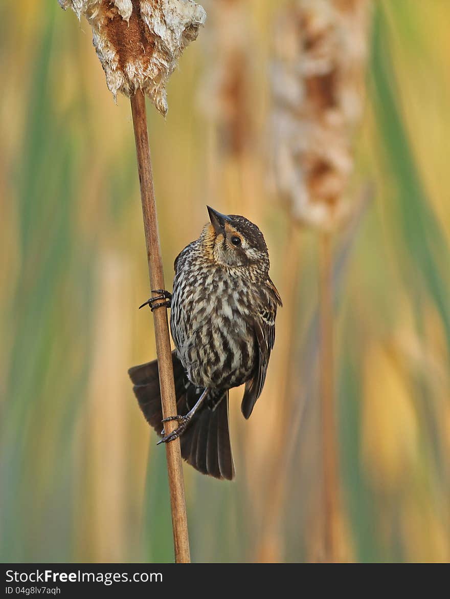 A female red-winged blackbird perched on a cattail.