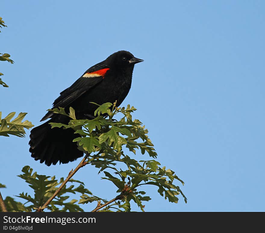 Male Red-winged Blackbird