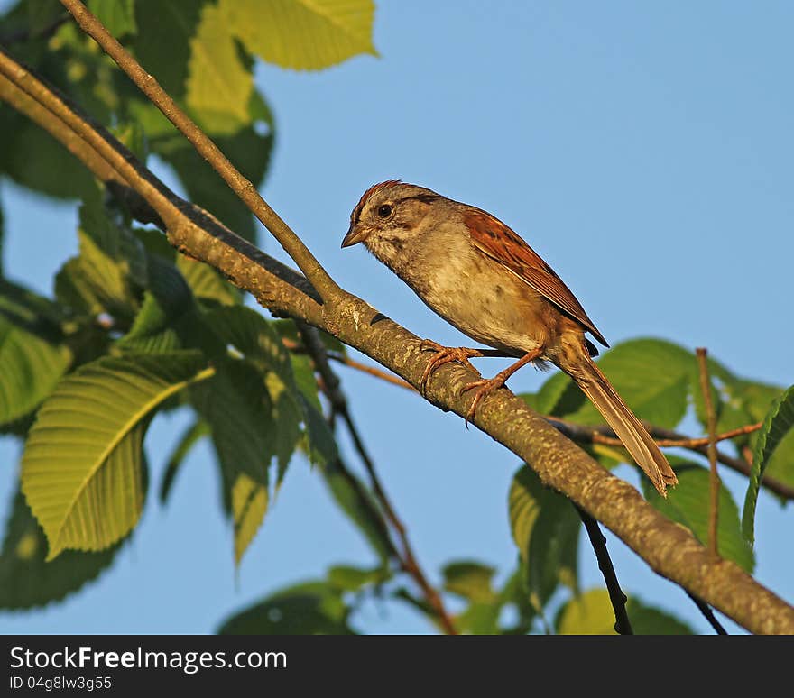 Swamp Sparrow