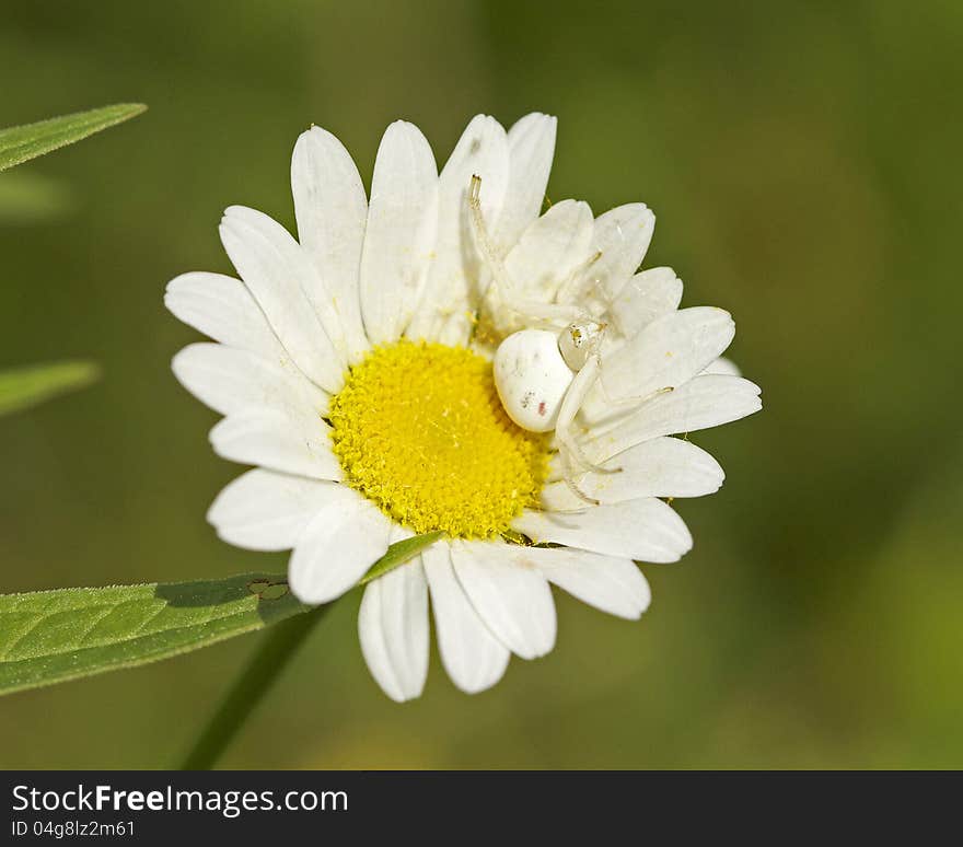 White Crab Spider in flower