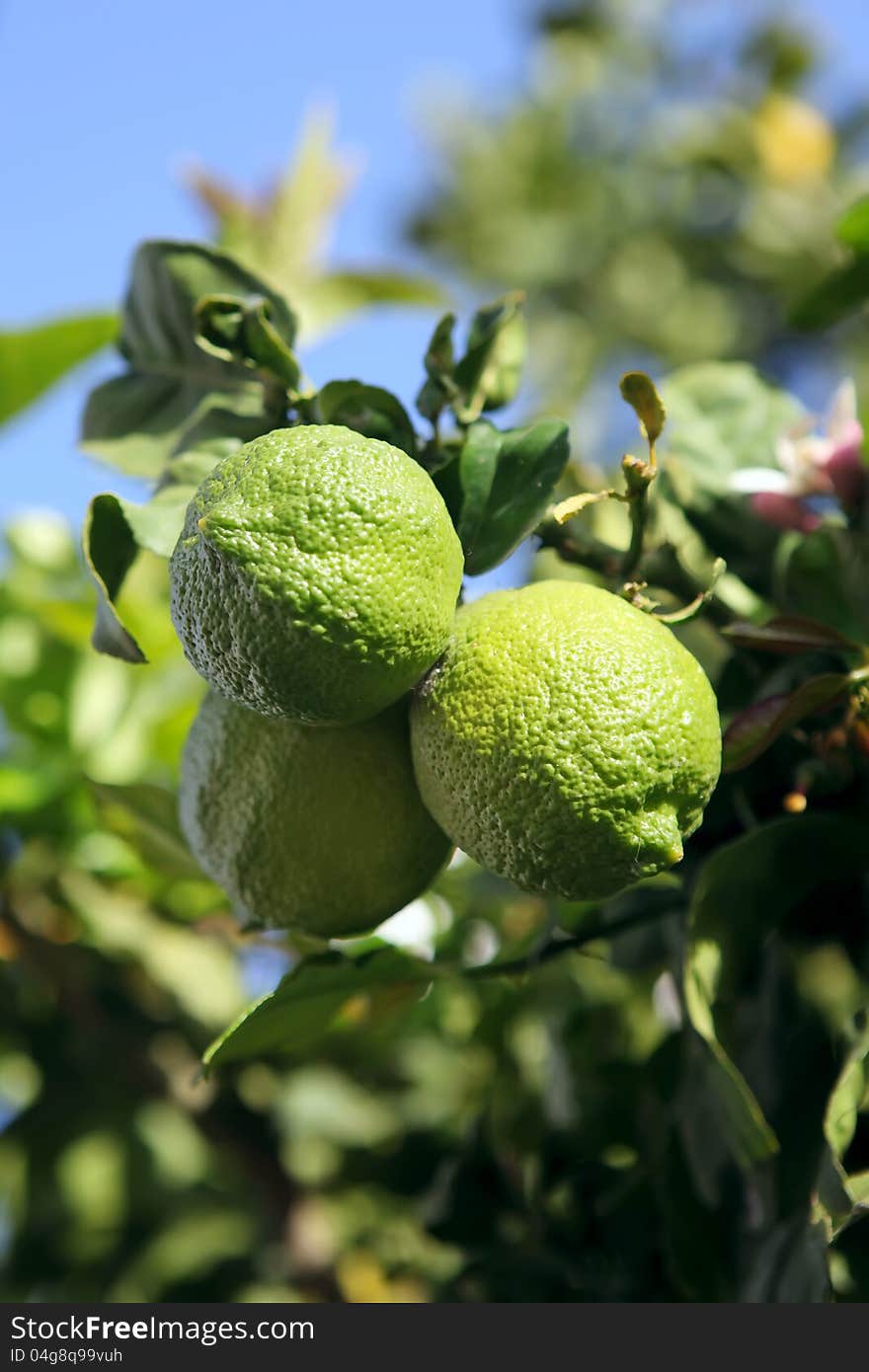 Branches with the fruits of the lemon tree against the sky. Branches with the fruits of the lemon tree against the sky