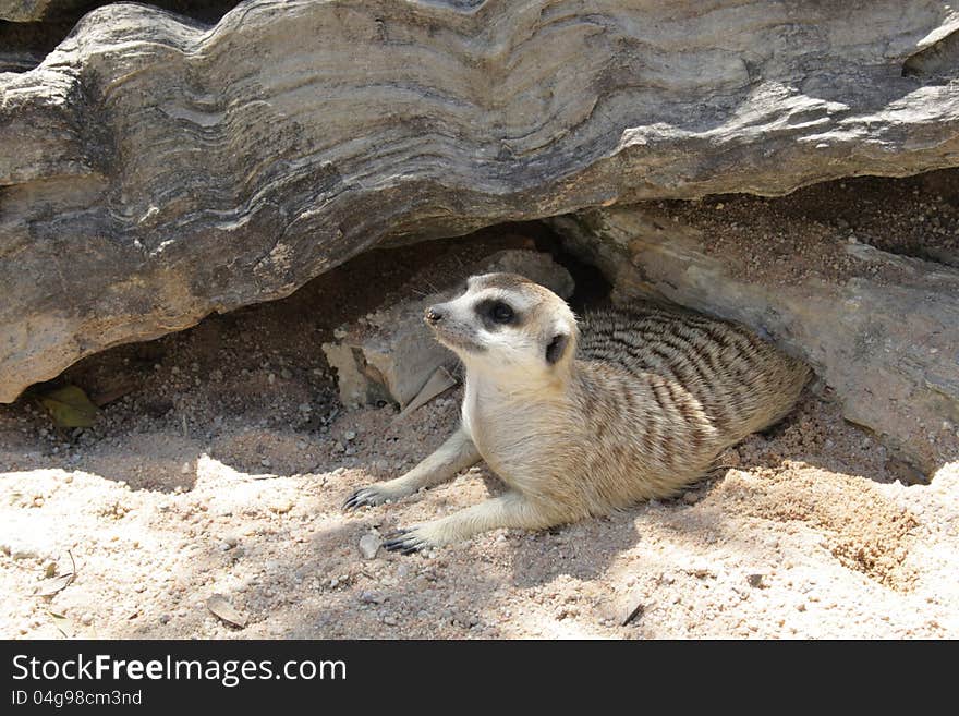 Meerkat at the zoo