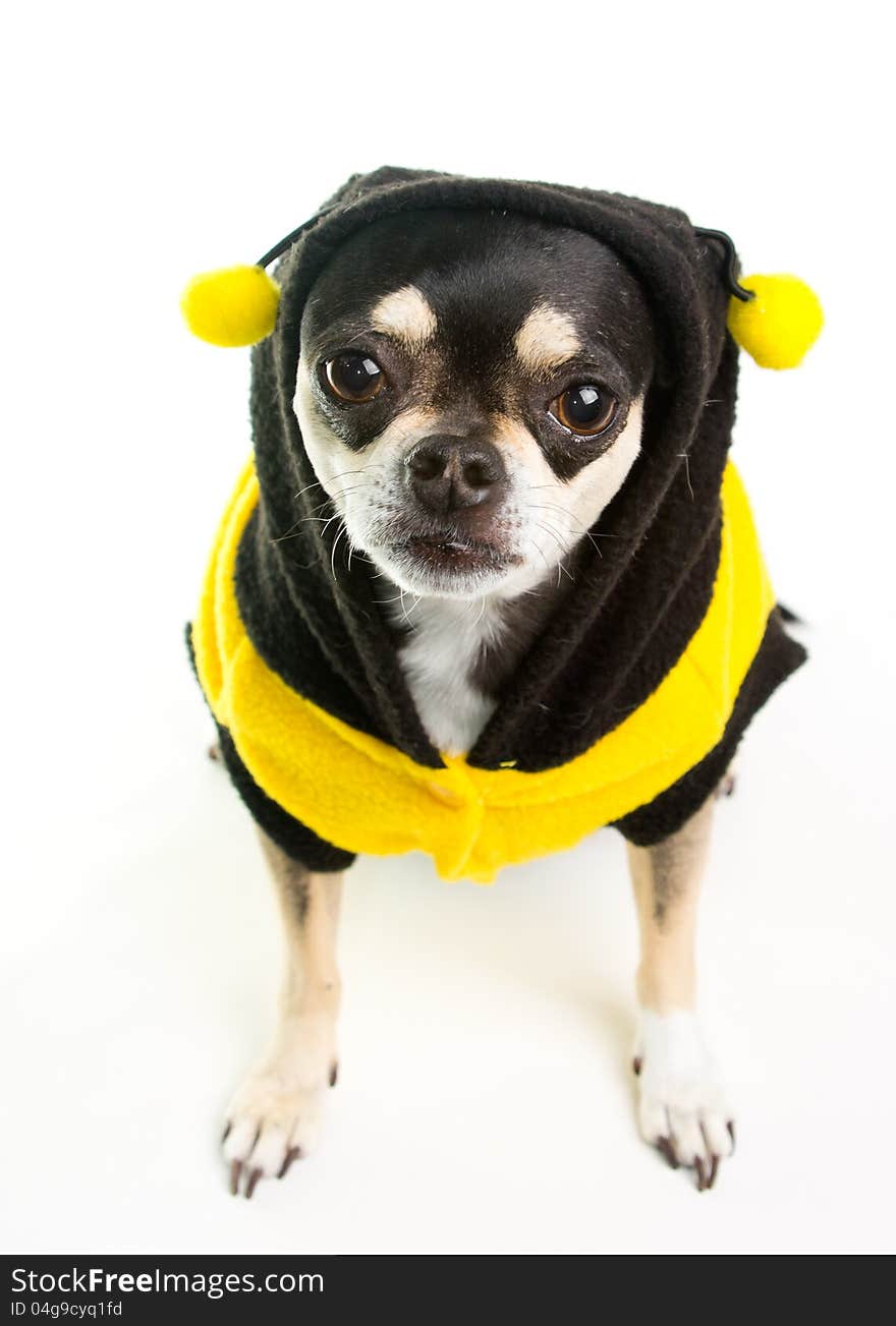 Cute Chihuahua dressed as Honey Bee on white background. Cute Chihuahua dressed as Honey Bee on white background