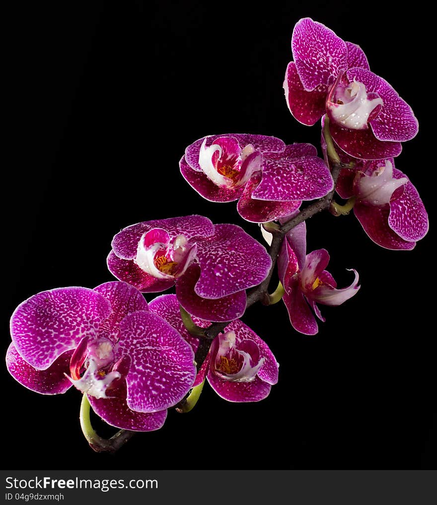 Pink & White Orchids On Black Background