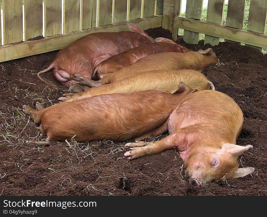 A bunch of red haired pigs sleep in the afternoon sunshine inside their pen. A bunch of red haired pigs sleep in the afternoon sunshine inside their pen.